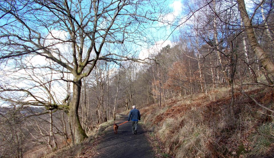 Dog walker in Garscadden ( Bluebell ) Woods East