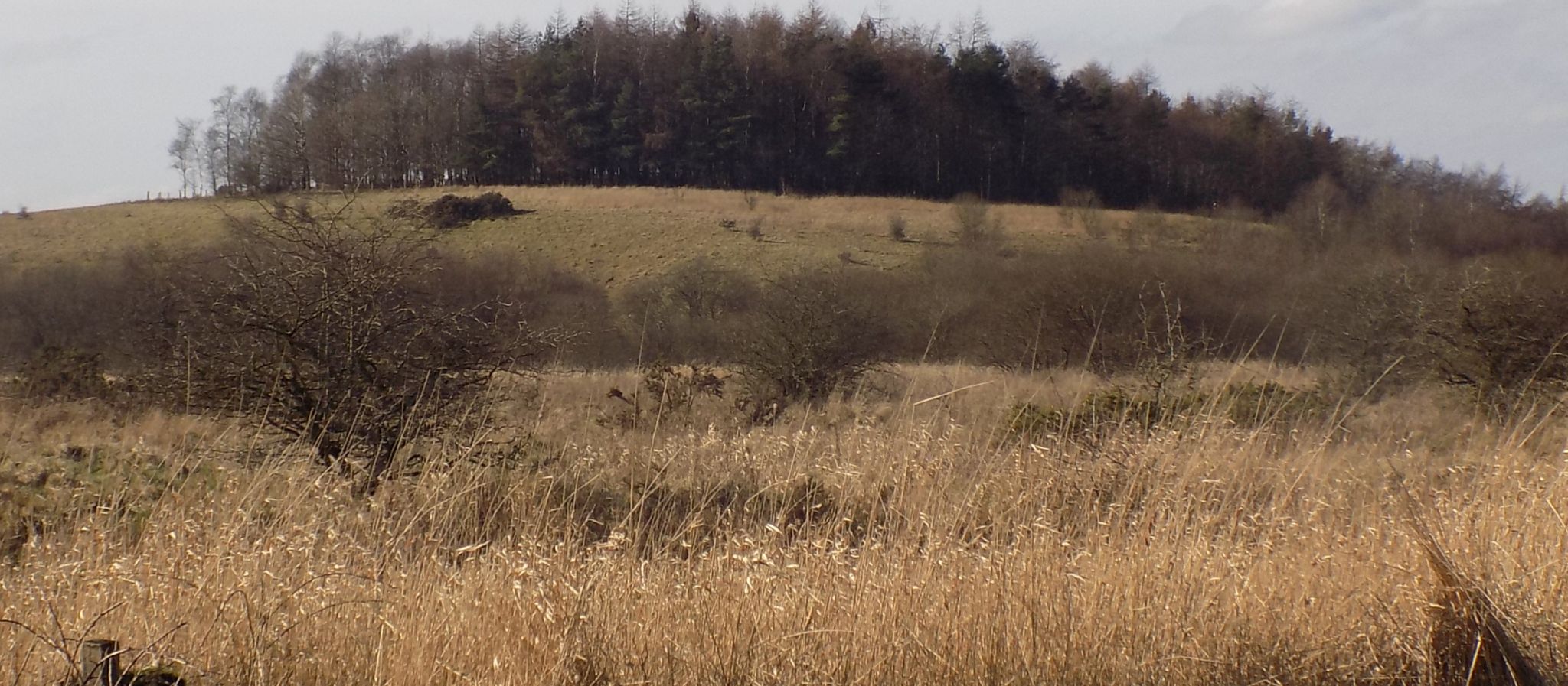 Dumbreck Marsh