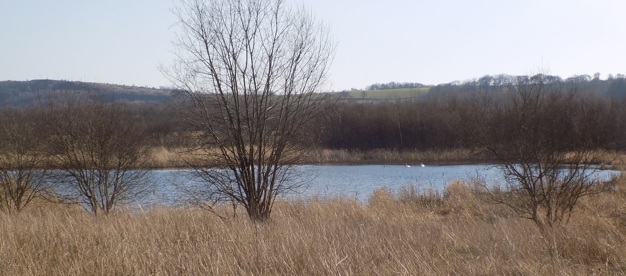 Pond in Dumbreck Marsh