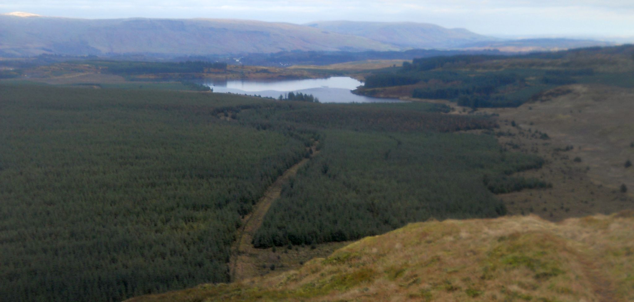 Return route through forest beside Kilmannan Reservoir