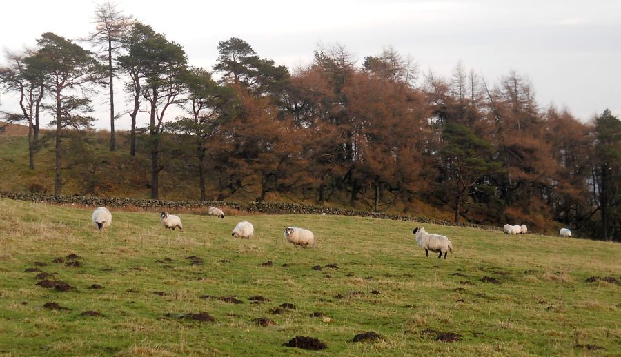 Trees and sheep on Maidens Paps on return from Dunellan