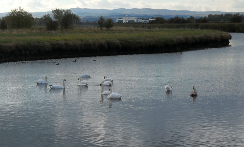 Swans in the Black Cart Water at Inchinnan / Renfrew