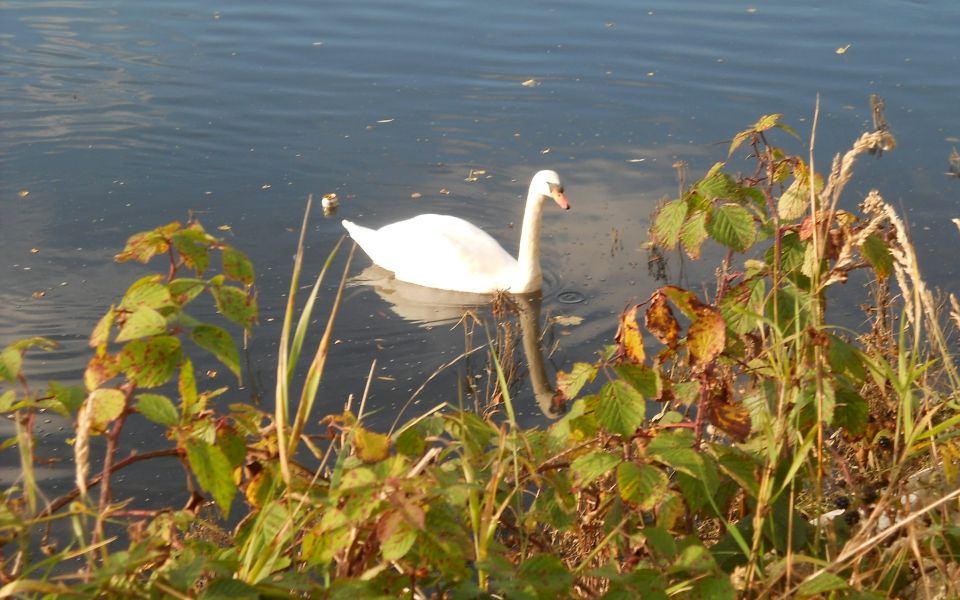 Swan in the Black Cart Water