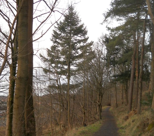 Path through Garscadden ( Bluebell ) Woods