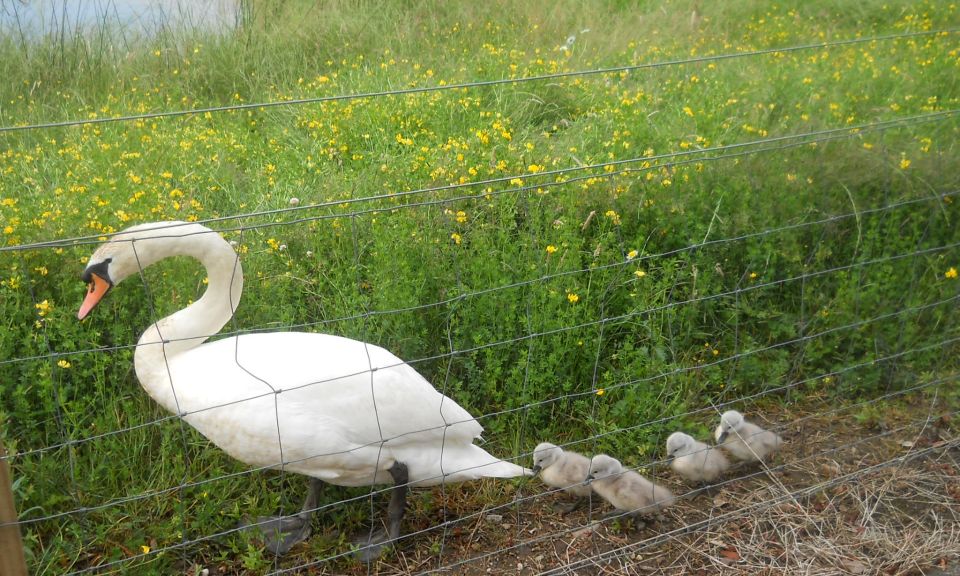 Swan and Cygnets at Colquhoun Park