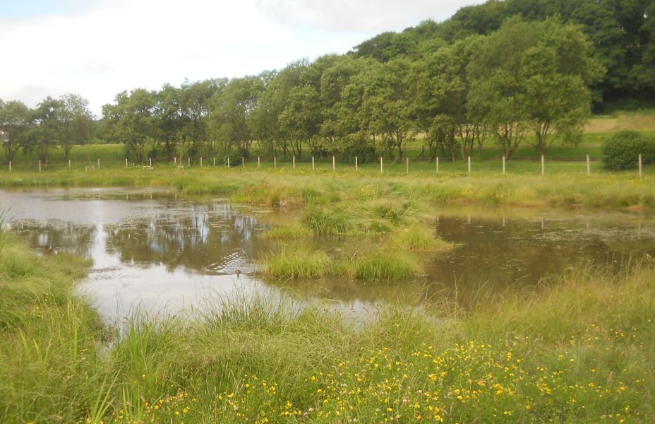 Pond at Colquhoun Park
