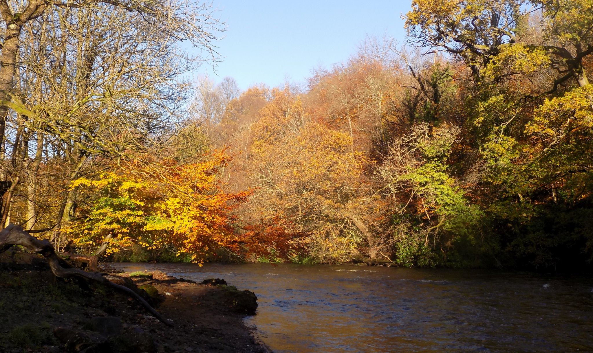 Kelvin River in Dawsholm Park