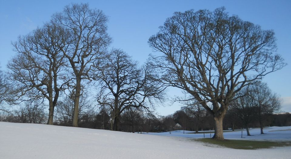 Trees on fairways of Glasgow Golf Club in Bearsden