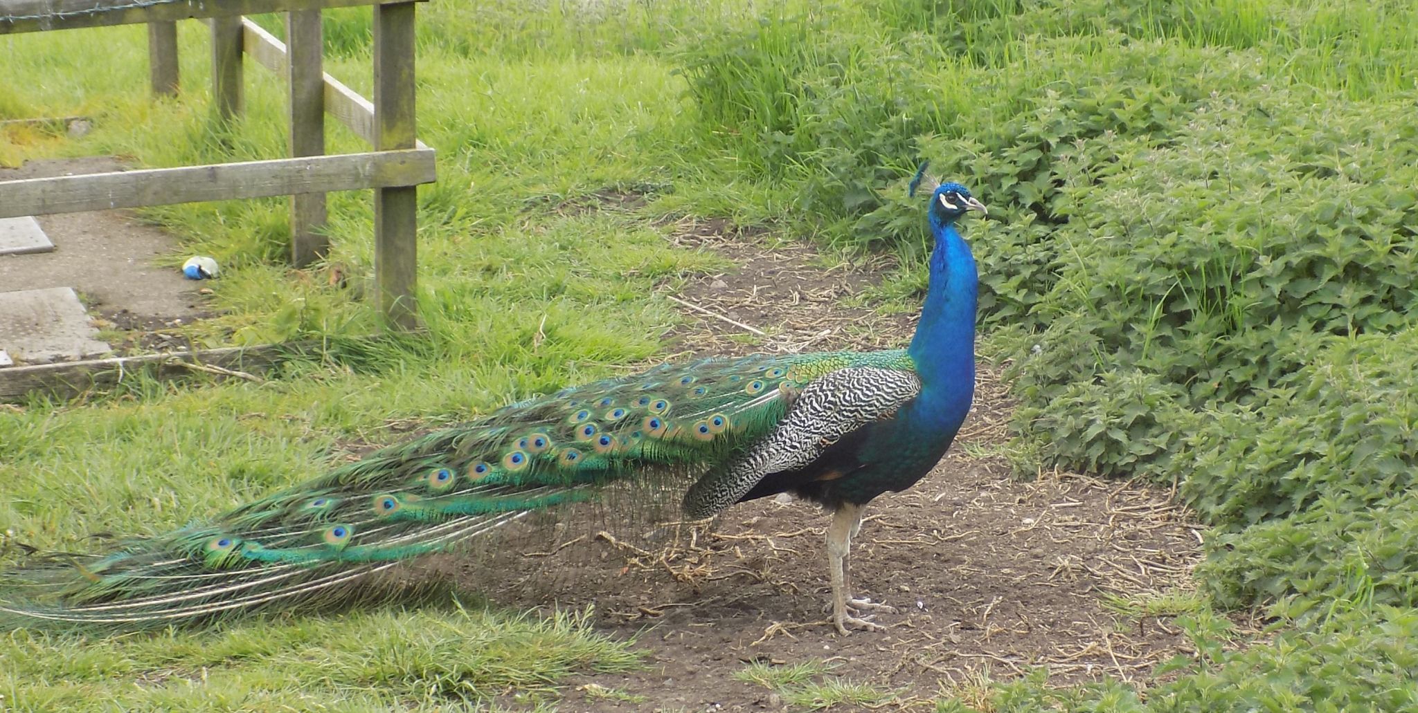Peacock at House of the Binns