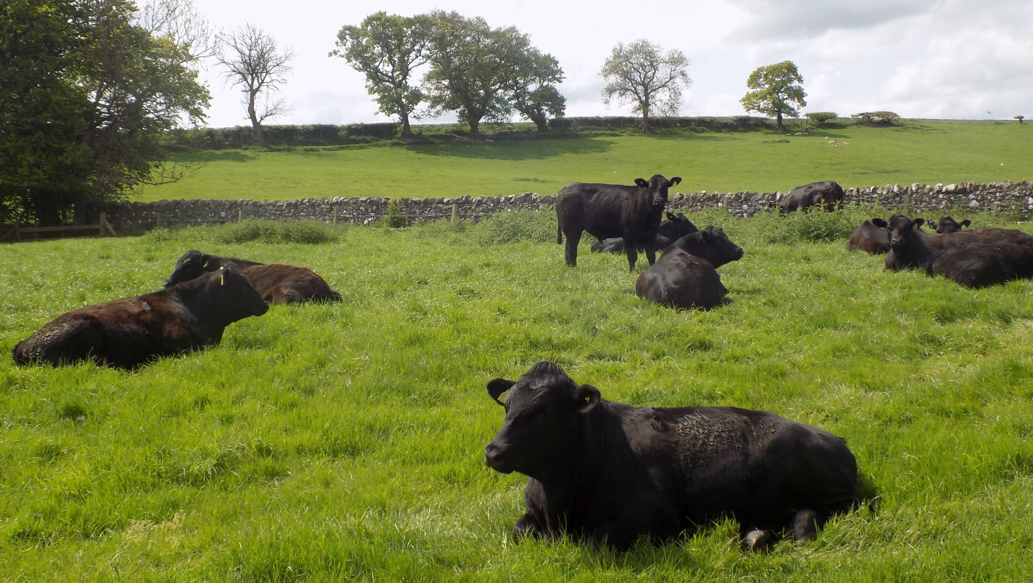 Cattle in field between Boness and Blackness
