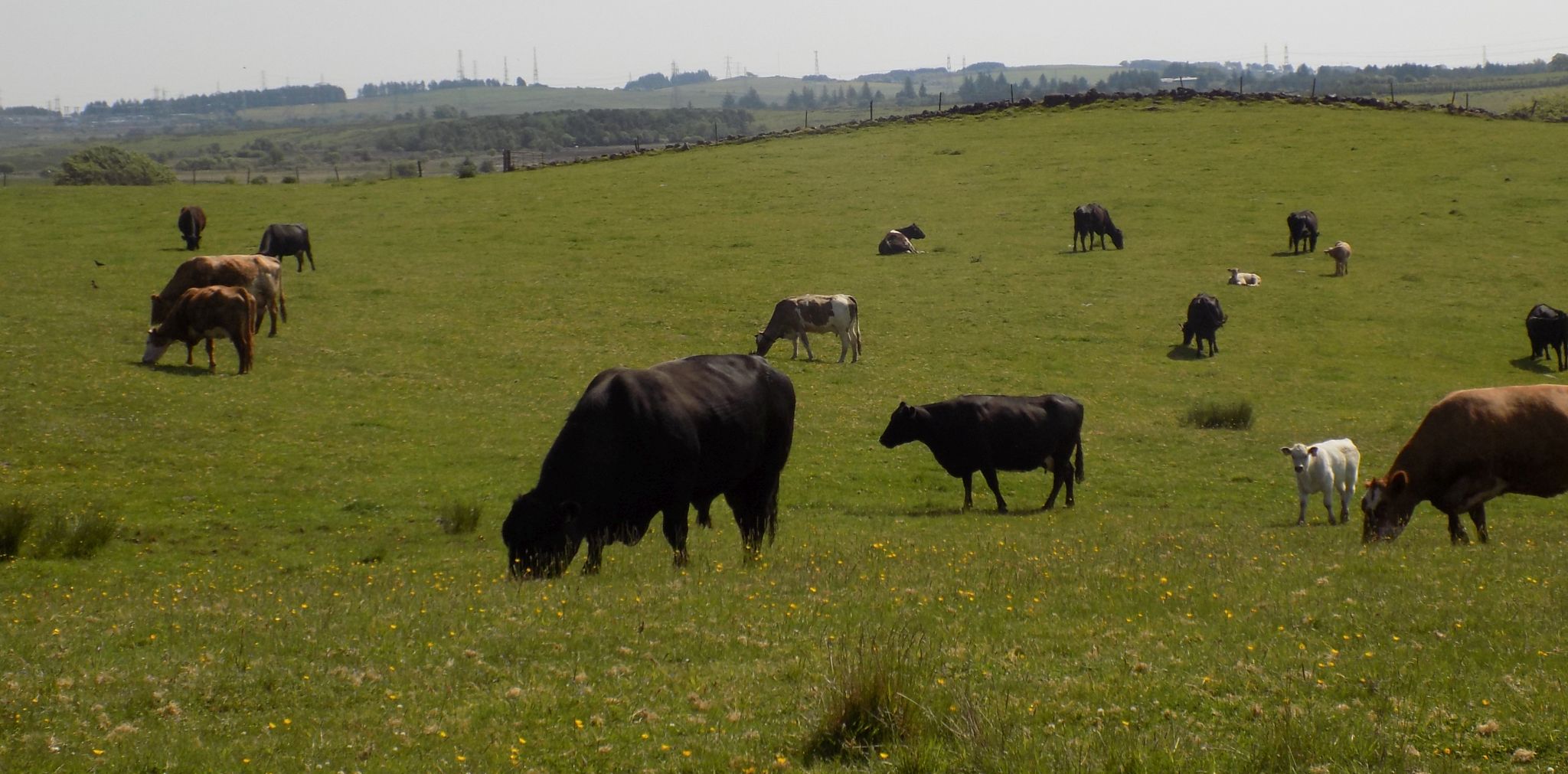 Cattle in field beside Loch Walls