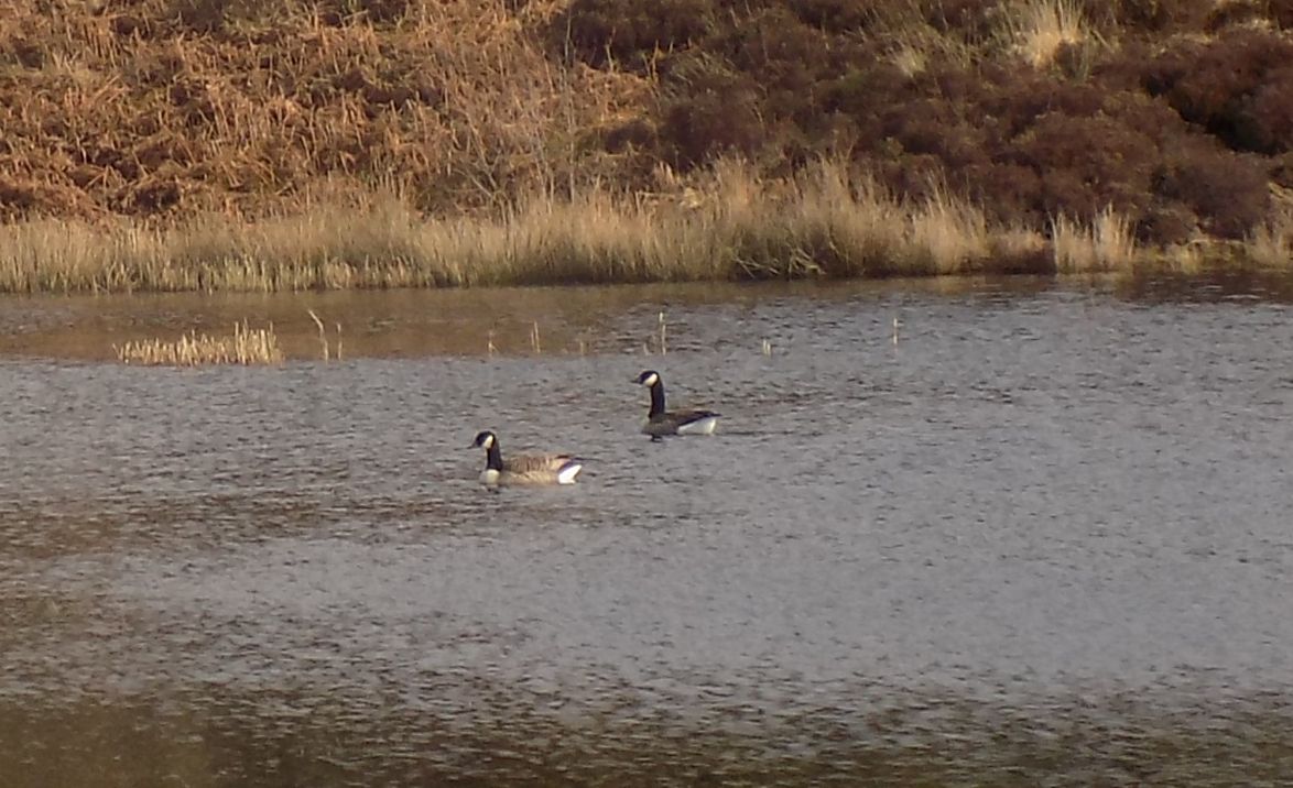 Geese in Lochan above Greenan Glen