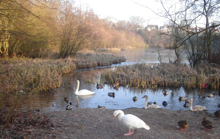 Water Birds at Kilmardinny Loch in Bearsden