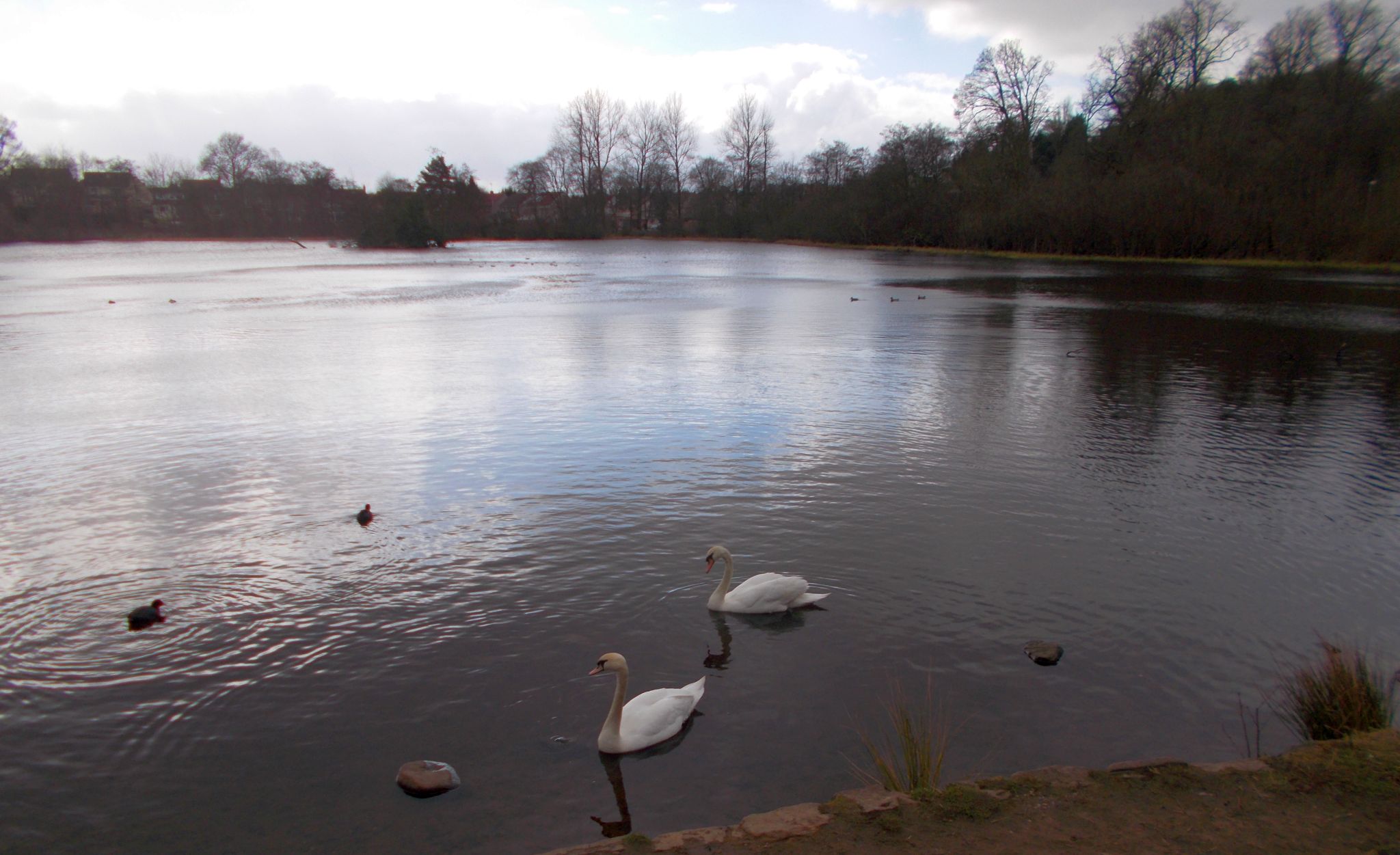 Swans at Kilmardinny Loch in Bearsden