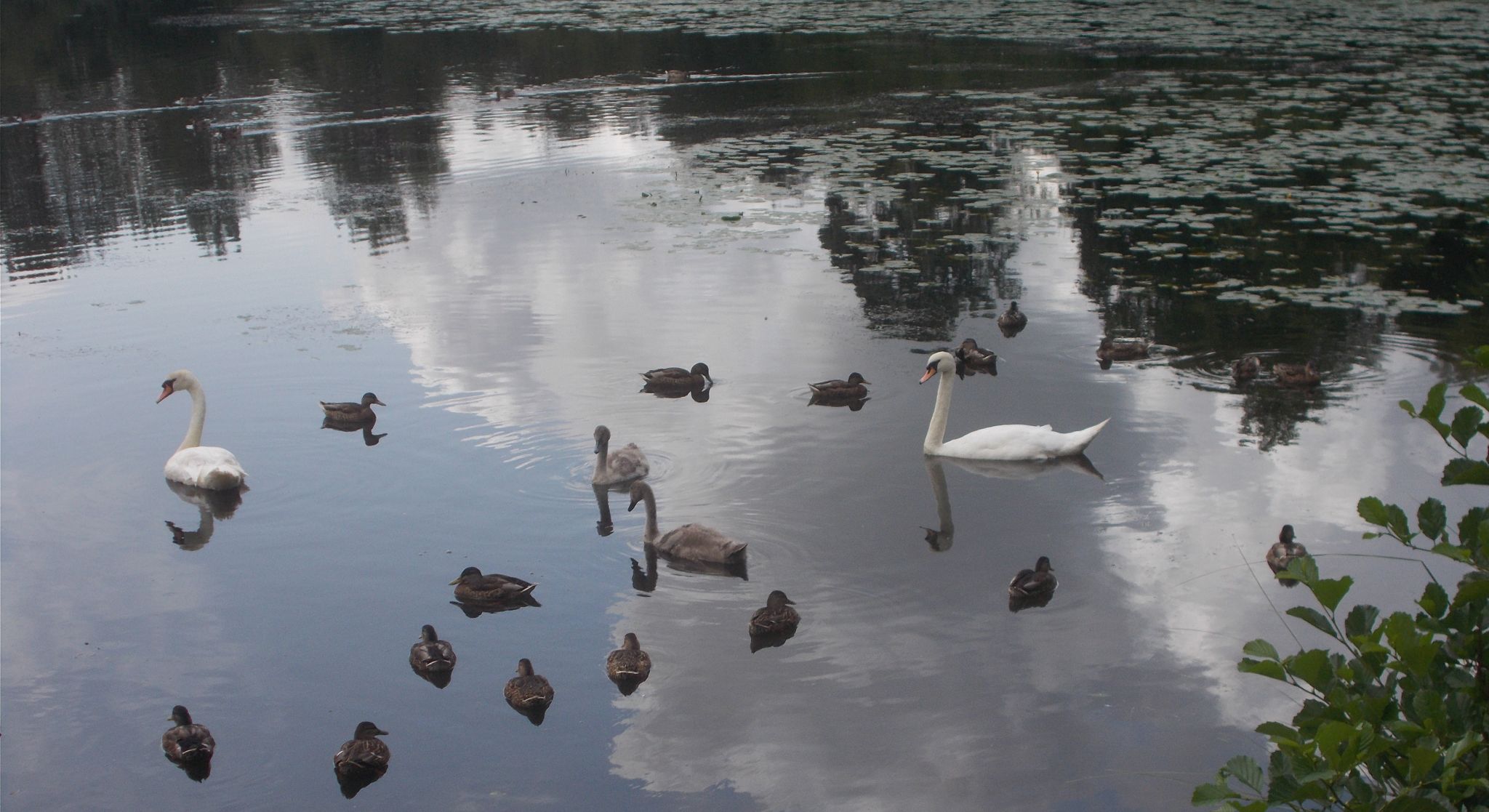 Water Birds at Kilmardinny Loch in Bearsden