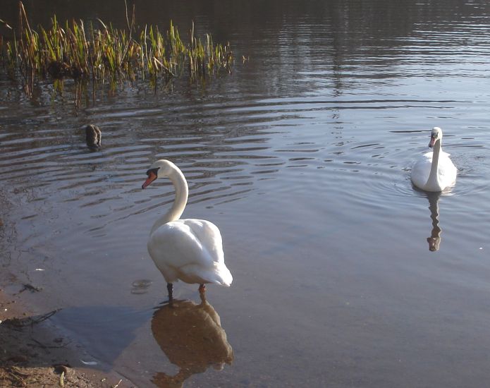 Swans at Kilmardinny Loch in Bearsden