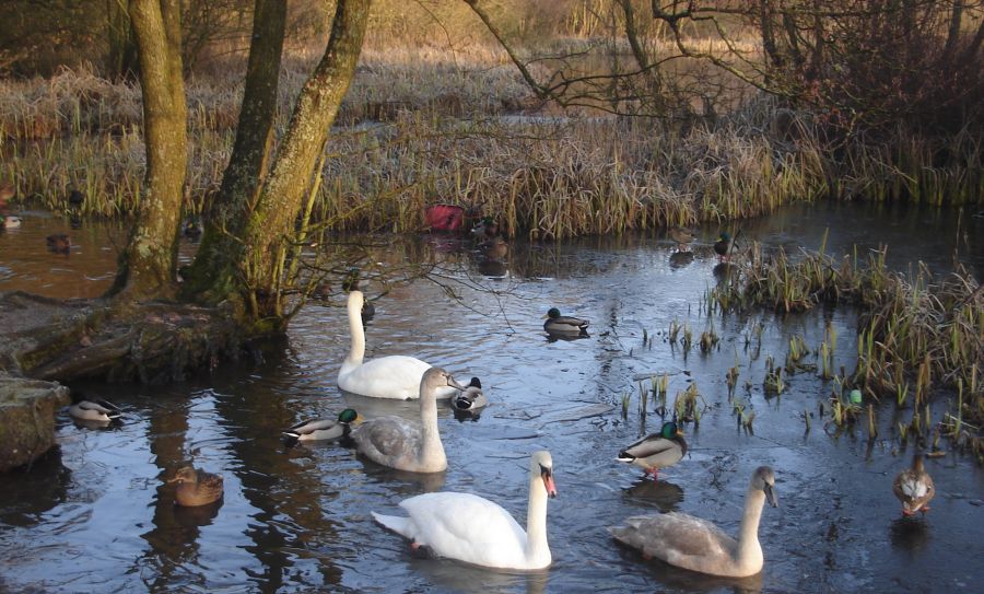 Swans at Kilmardinny Loch in Bearsden