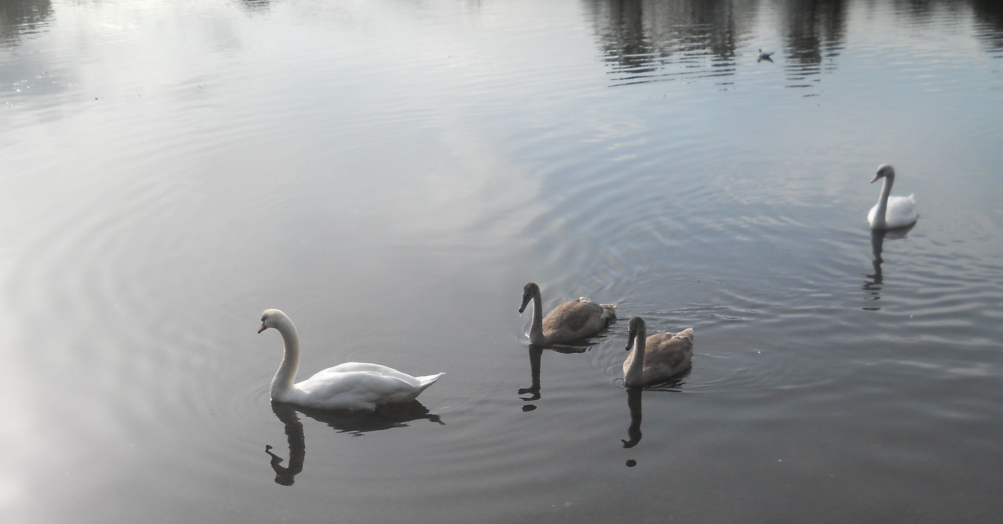 Swans at Kilmardinny Loch in Bearsden