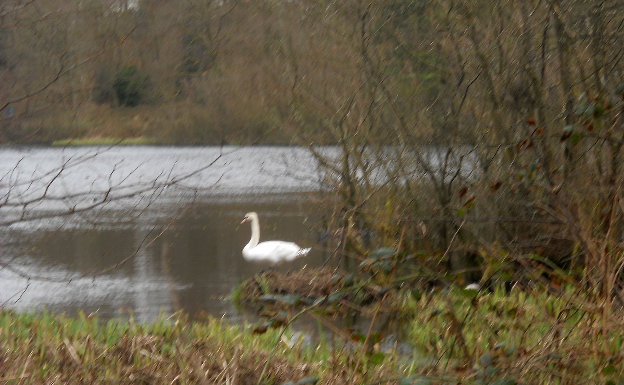 Nesting Swan at Kilmardinny Loch in Bearsden