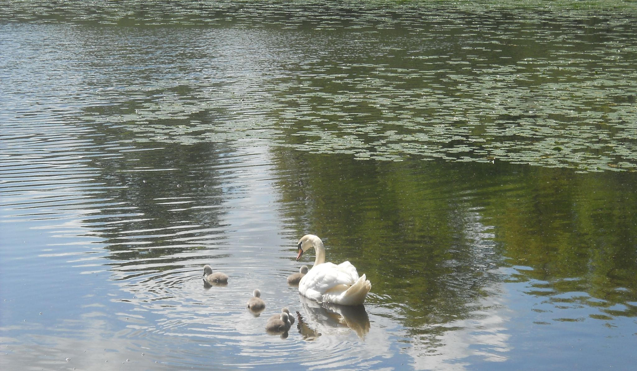 Swan and cygnets at Kilmardinny Loch in Bearsden