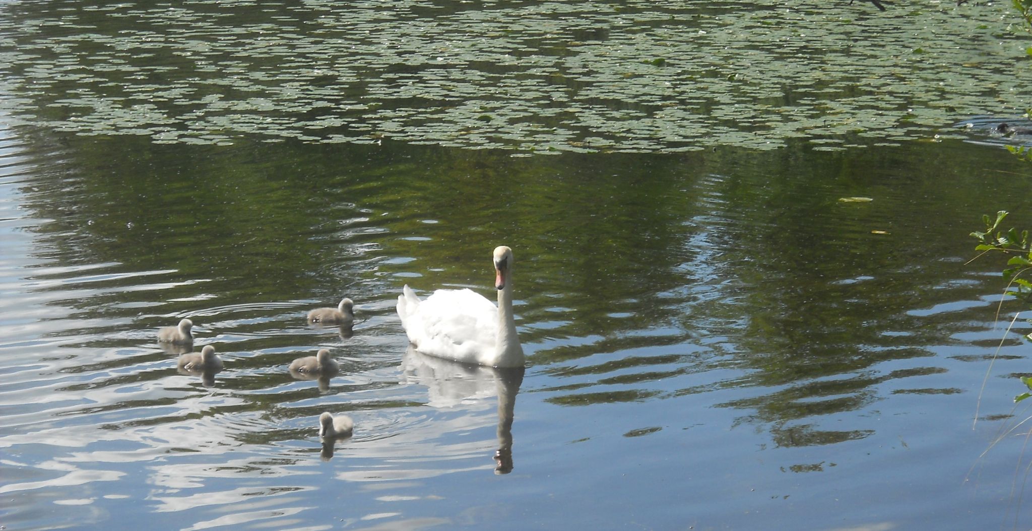 Swan and cygnets at Kilmardinny Loch in Bearsden