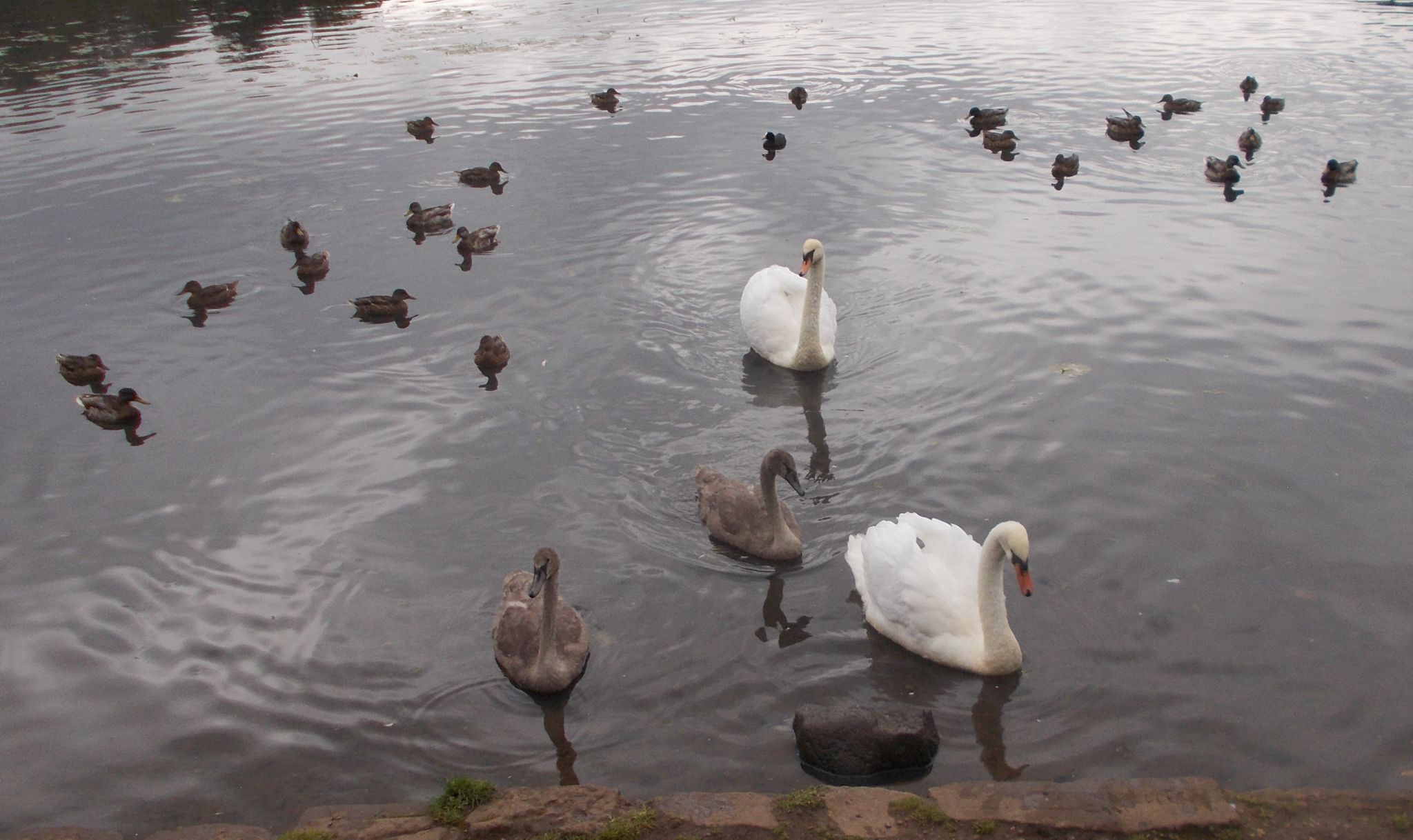 Swans at Kilmardinny Loch in Bearsden