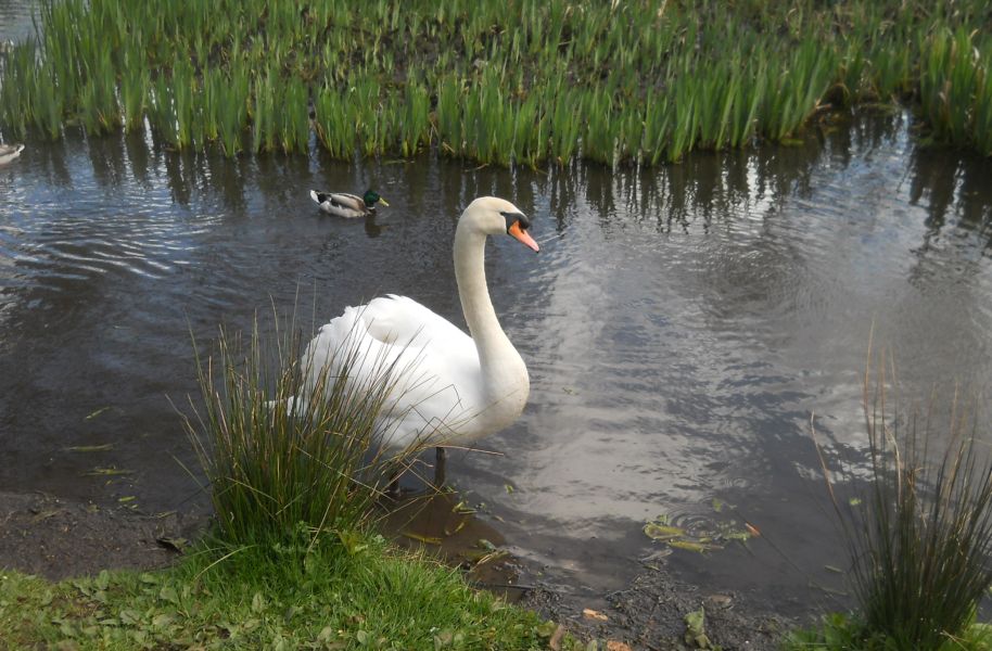 Swan at Kilmardinny Loch in Bearsden