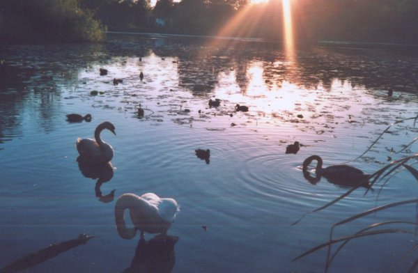 Swans at Kilmardinny Loch in Bearsden
