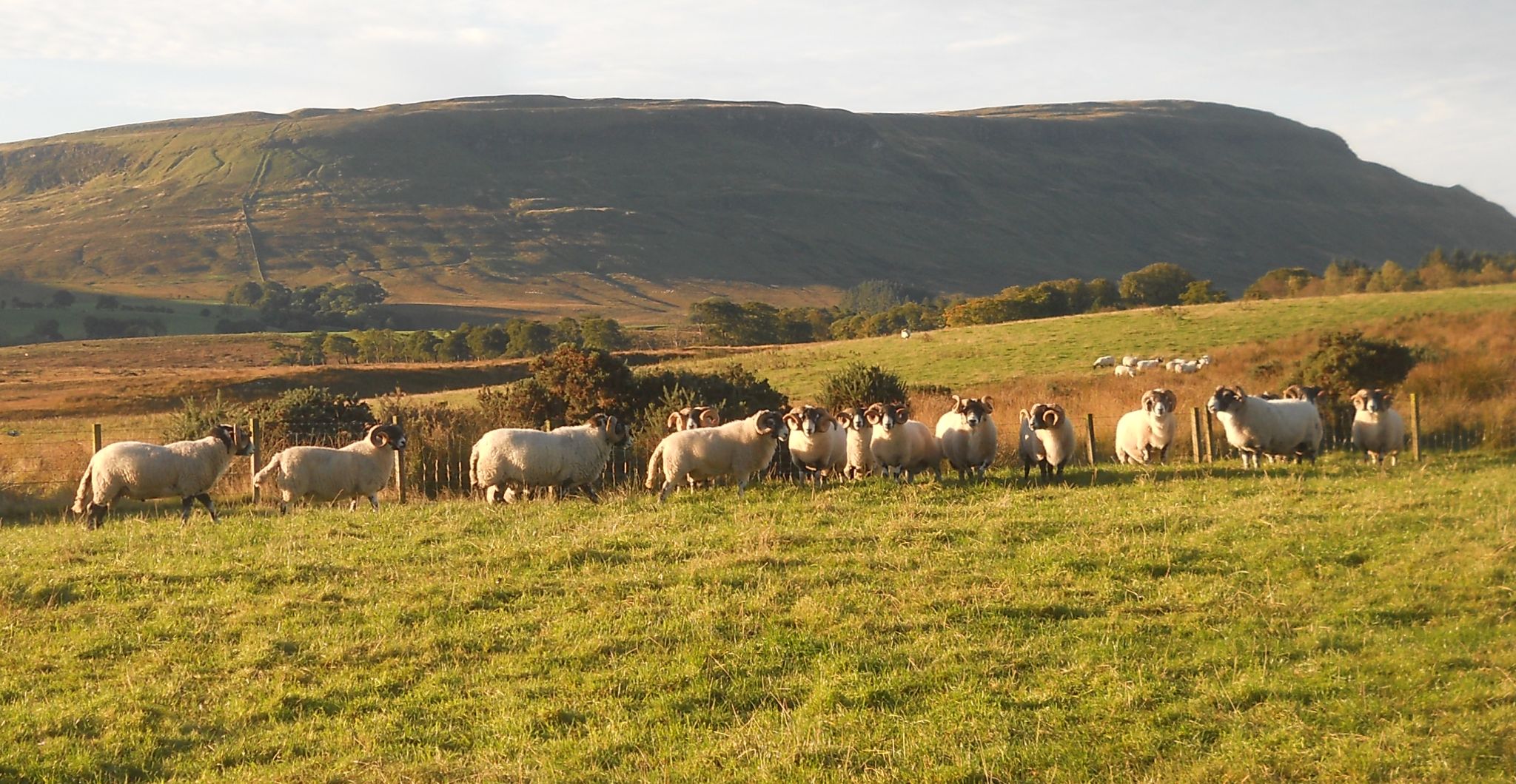 Fintry Hills on route to Boquhan Burn