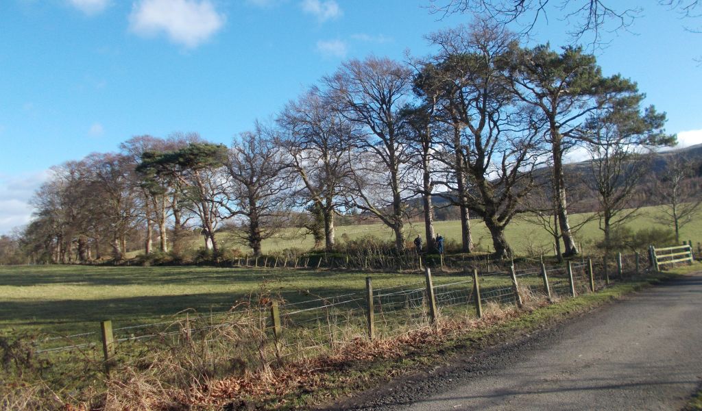 Avenue of trees at Gargunnock