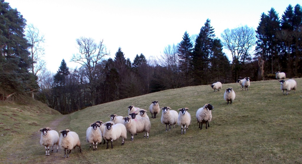 Sheep on the Old Military Road from Kippen to Gargunnock