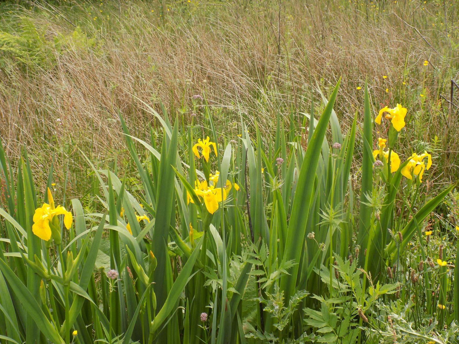 Iris in Merkland Nature Park at Kirkintilloch