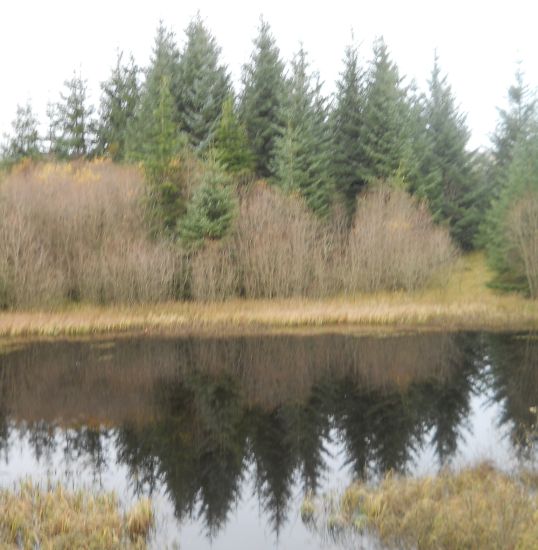 Lochan in Lennox Forest above Lennoxtown