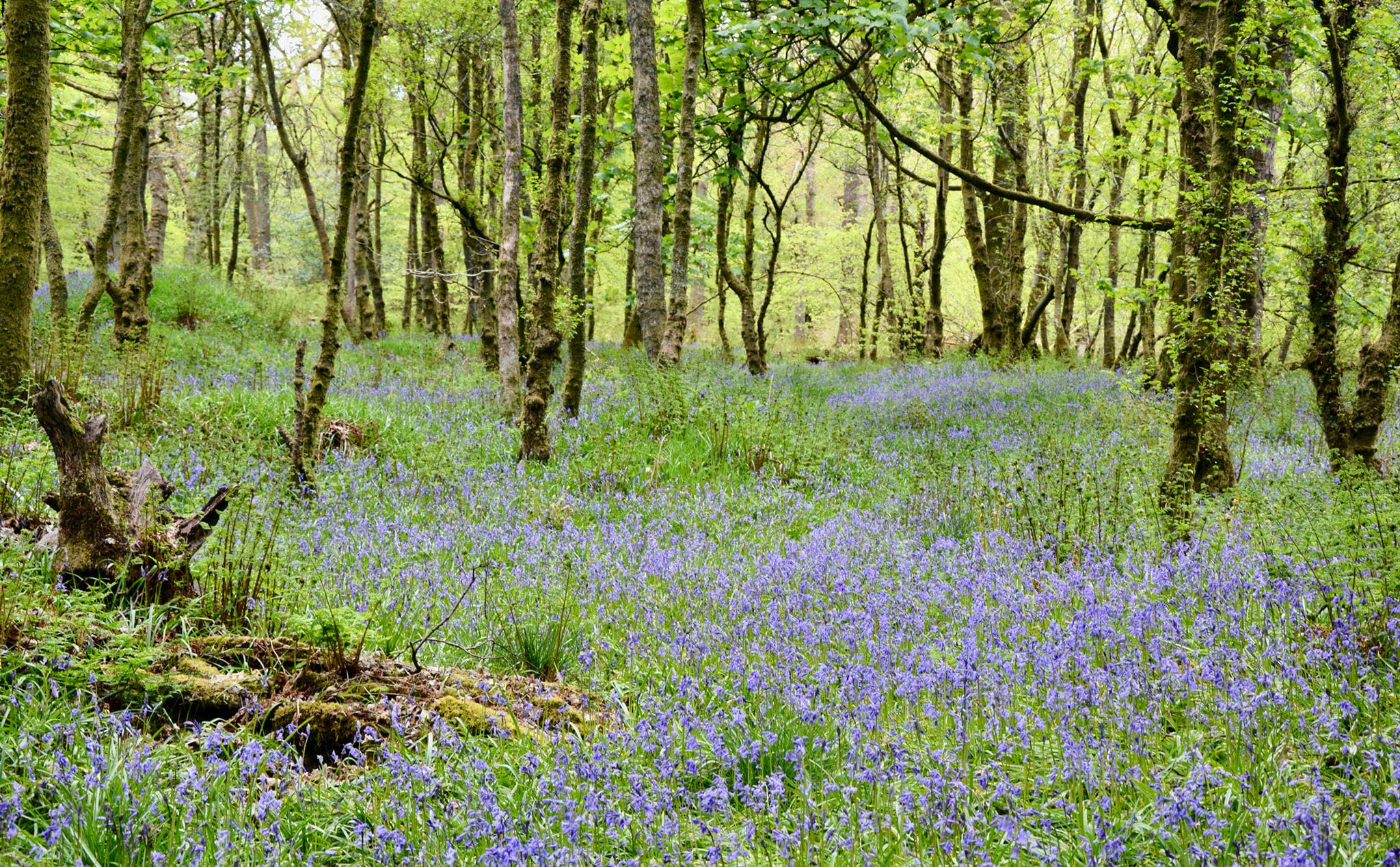 Bluebells in Mains Wood