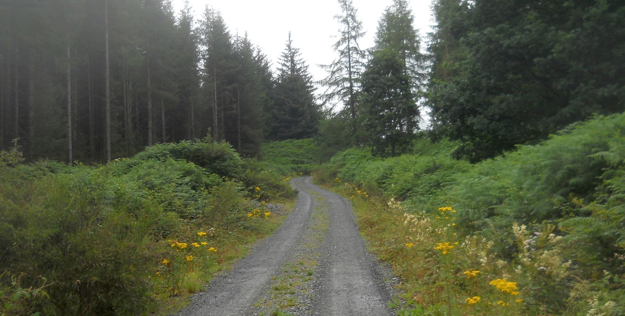 Rob Roy Way through Braeval Forest on outskirts of Aberfoyle