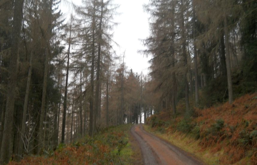 Rob Roy Way through Braeval Forest on outskirts of Aberfoyle