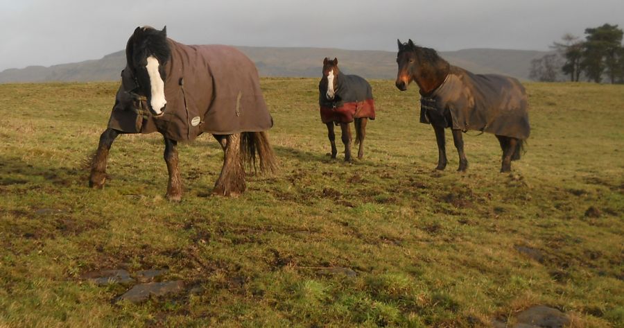 Horses on moors at Mugdock Country Park
