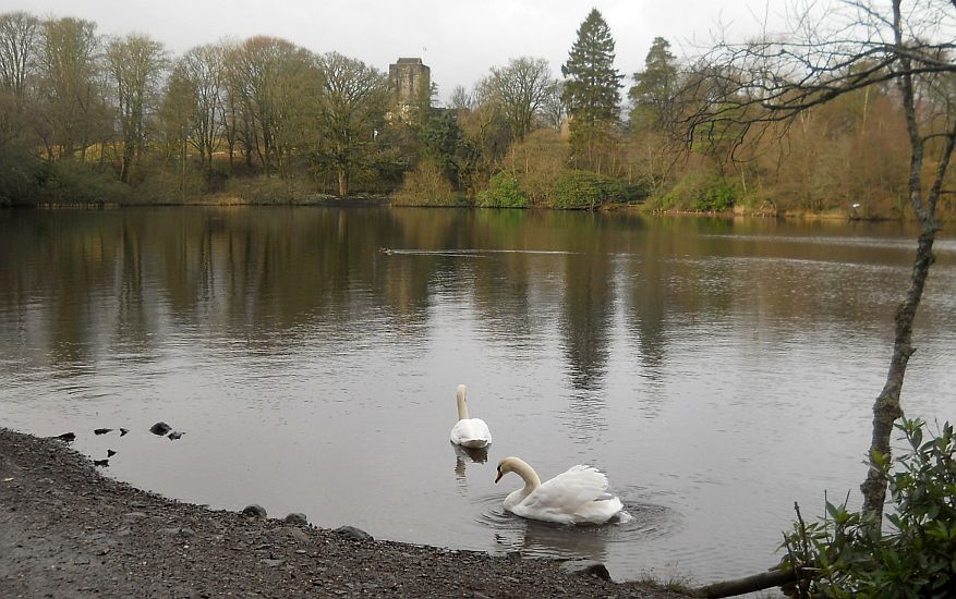 Swans in Mugdock Loch beneath Mugdock Castle in Mugdock Country Park
