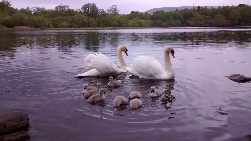 Swans and cygnets in Mugdock Loch in Mugdock Country Park