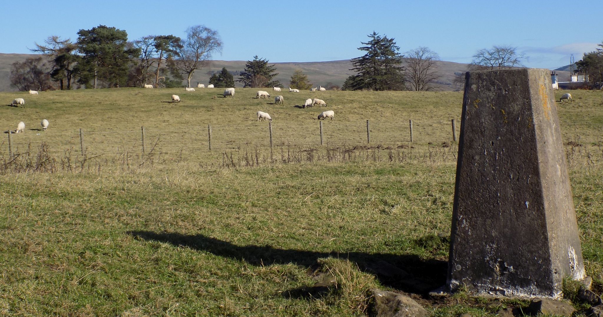Sheep on moors at Mugdock Country Park