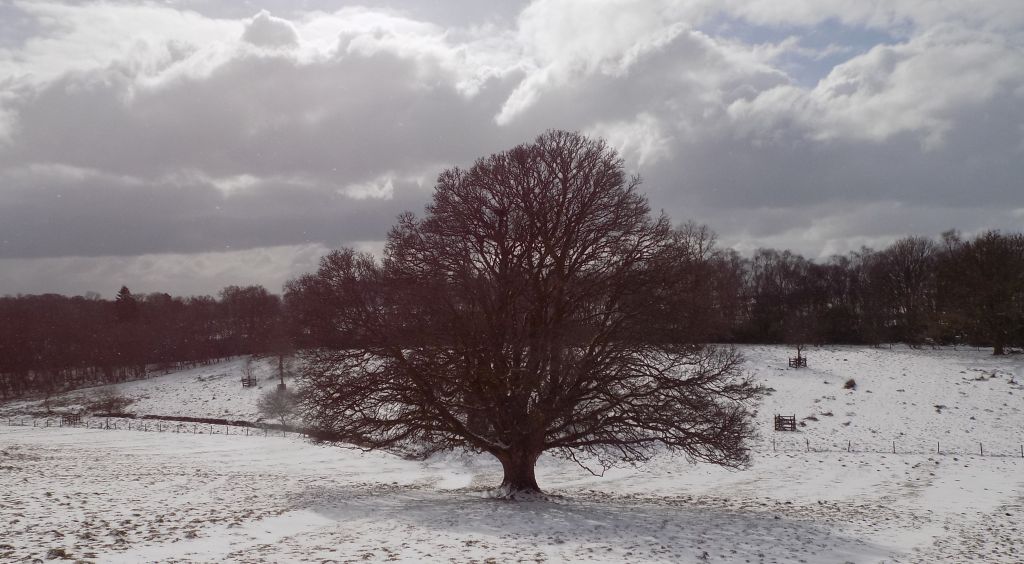 Mugdock Country Park in Winter