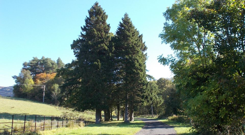 Track through woodlands in Overtoun estate