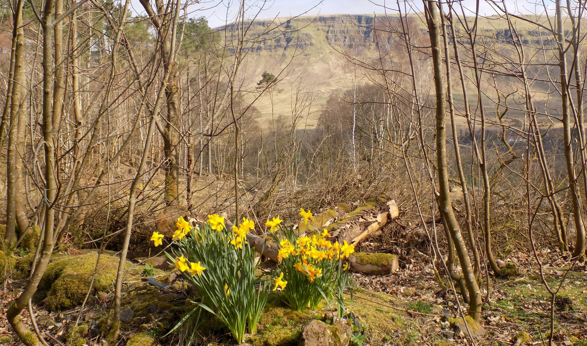 Daffodils and the escarpment of the Campsie Fells