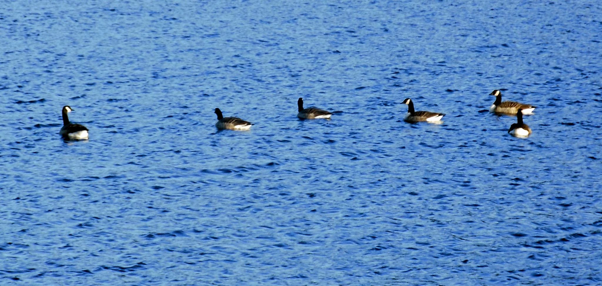 Geese on North Third Reservoir