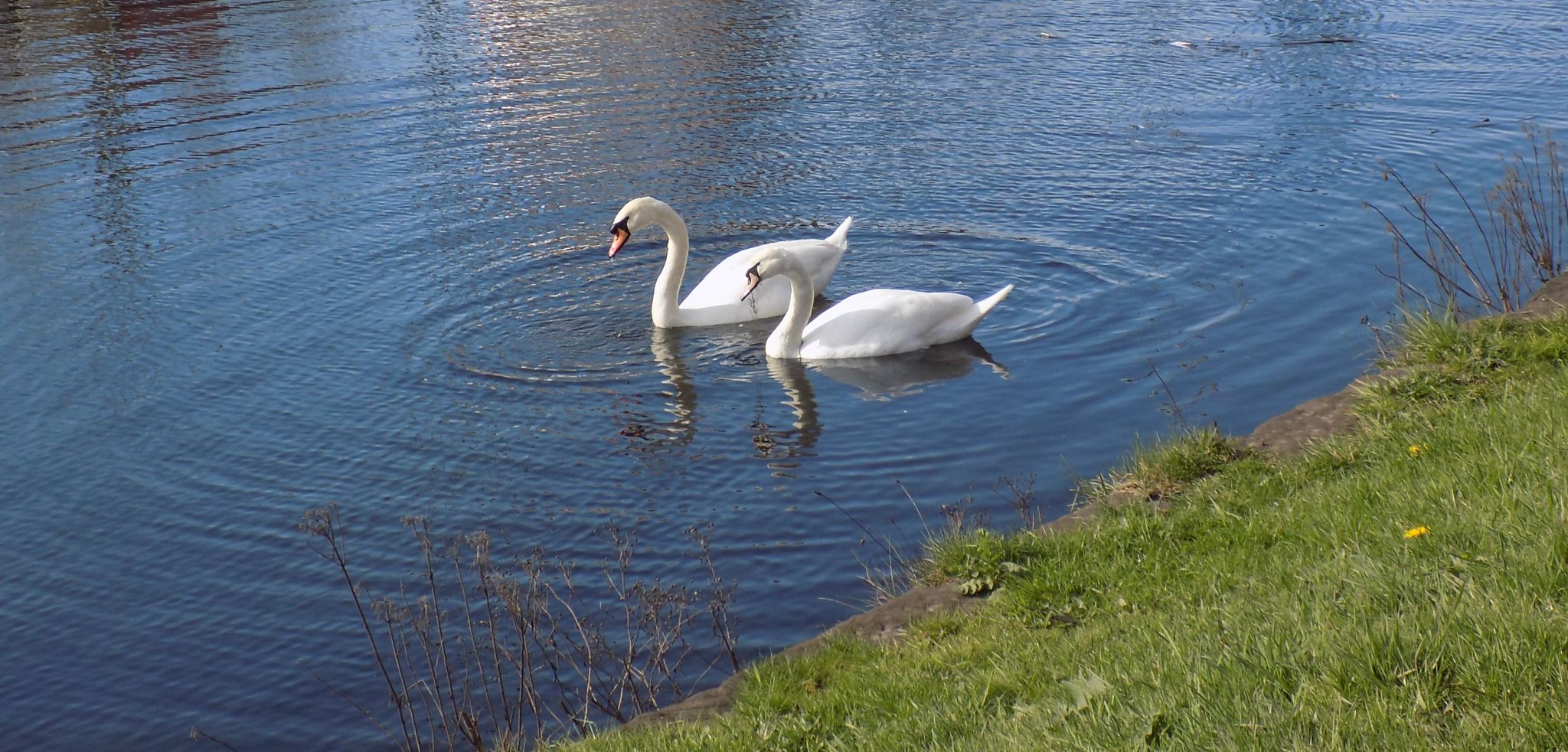 Swans in Canal at Port Dundas
