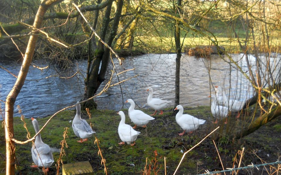 Geese at Kype Water in Sandford