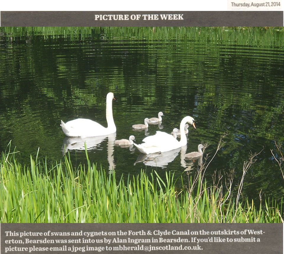 Swans and Cygnets on the Forth and Clyde Canal