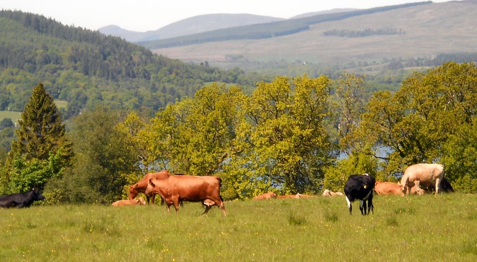 On route from Balloch to Whinny Hill