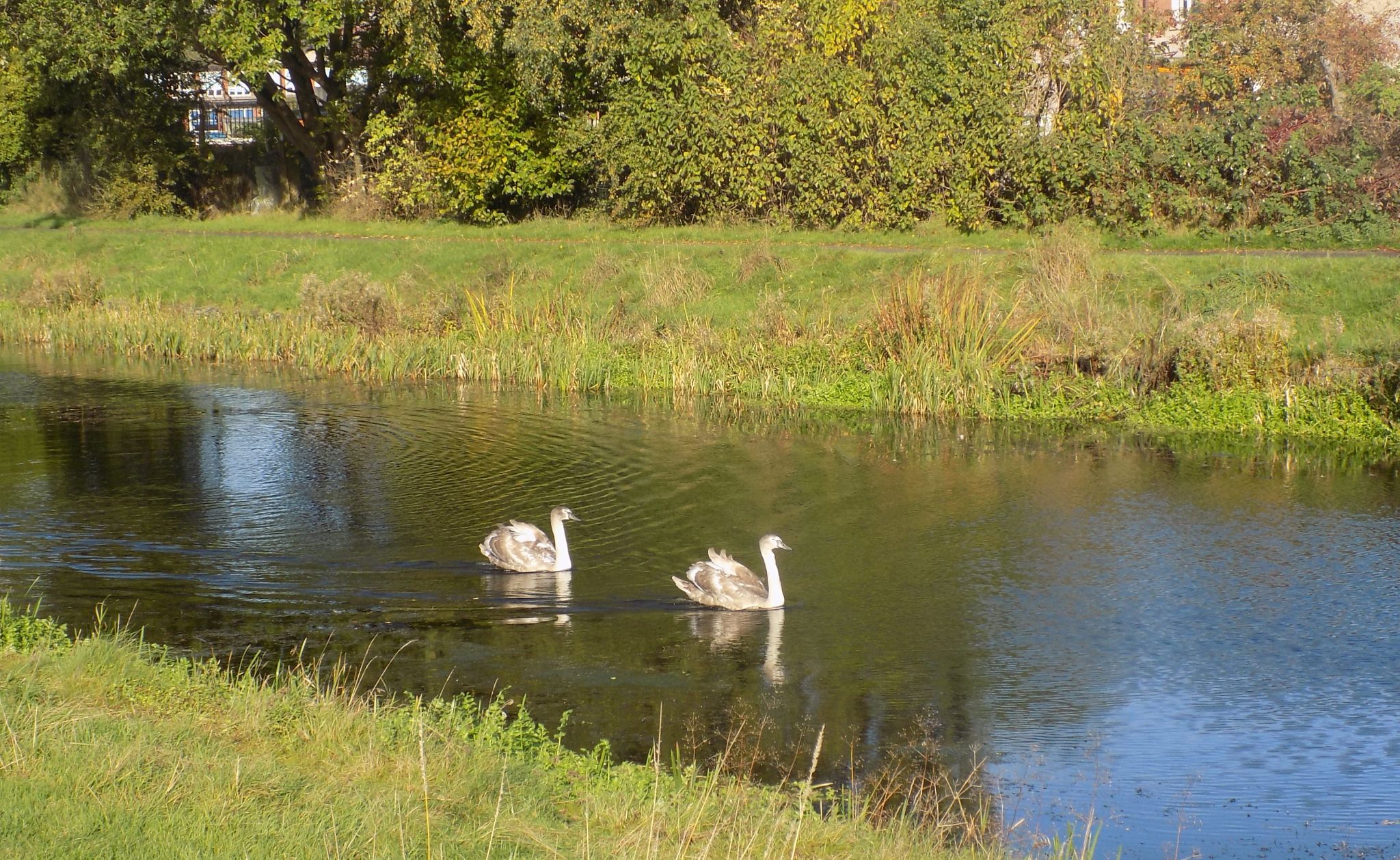 Cygnets on the Forth and Clyde Canal