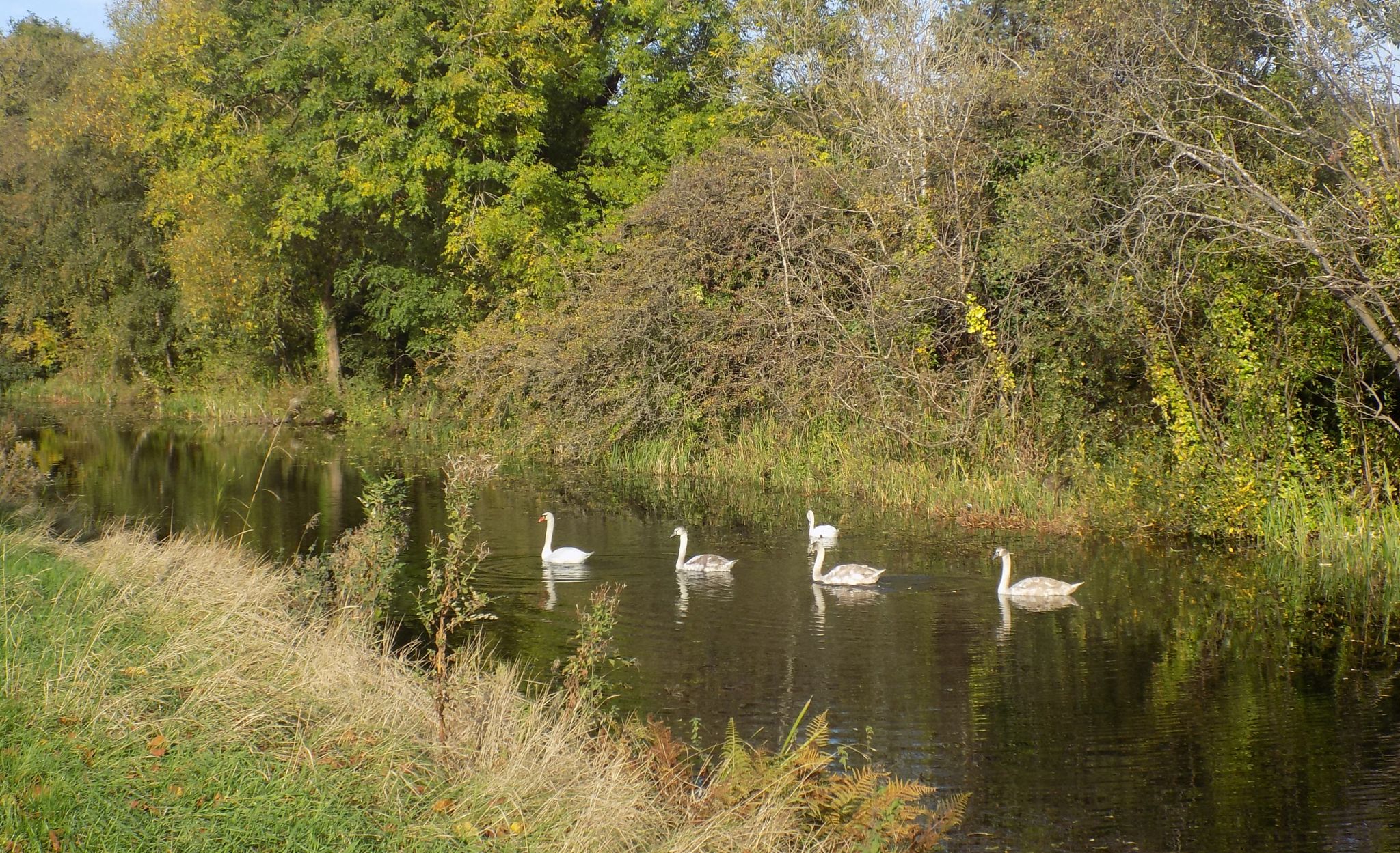 Forth and Clyde Canal from Clydebank to Dalmuir